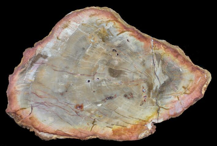 Petrified Wood (Araucaria) Slab - Madagascar #54011